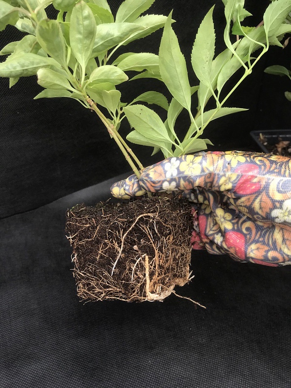 Форзиция промежуточная Голдзаубер 1 шт Р9